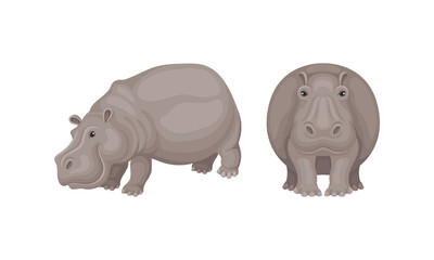 Hippopotamus or Hippo as Large Semiaquatic Mammal in Different Pose Vector Set