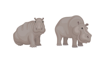 Hippopotamus or Hippo as Large Semiaquatic Mammal in Different Pose Vector Set