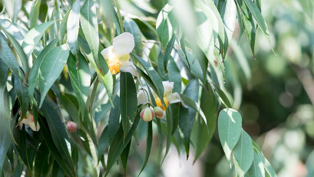 Flower of Mesua ferrea or Iron wood in garden, The ironwood tree, faith-based Asian white flowers with yellow stamens.