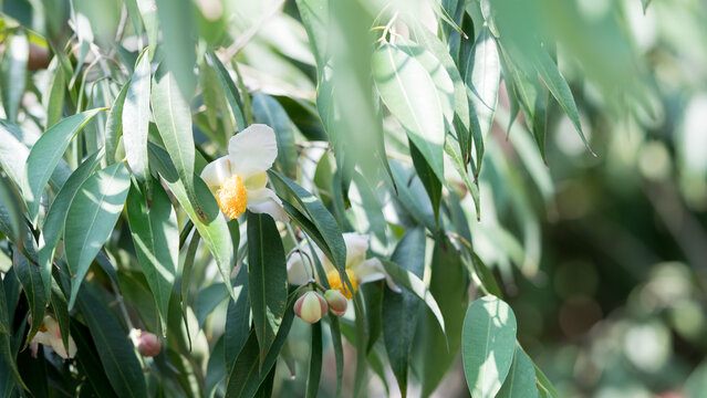 Flower of Mesua ferrea or Iron wood in garden, The ironwood tree, faith-based Asian white flowers with yellow stamens.