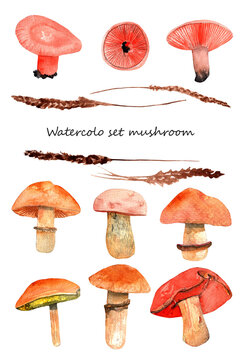 Watercolor mushrooms set.Lactarius sect.deliciosi,tiroporus,suillus bovinus,suillellus luridus mushrooms isolated on white background.