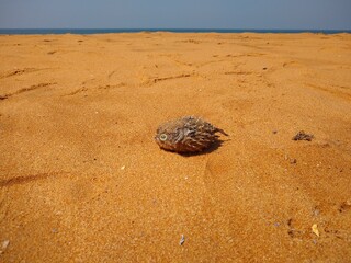 dead pufferfish on the beach