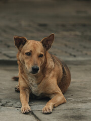 A portrait homeless dog 
