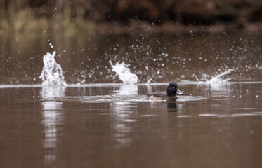 A Tufted Duck (Aythya fuligula) swimming on a lake in Denmark