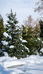Frozen magical garden pond with evergreens on shore. Banks of pond under snowdrifts. On the surface of frozen water, shadows from trees and plants. Clear sunny winter day. Nature concept for design.
