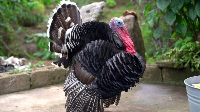 Turkey in farm. Black live turkey  