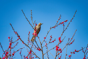 太陽に照らされた梅の花と1羽のヒヨドリ