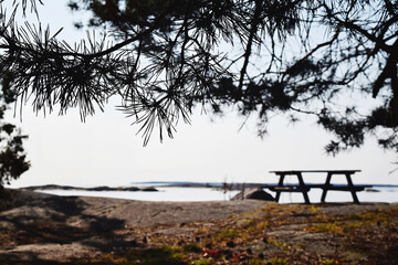 Fototapeta na wymiar Focus on the conifer tree branch. In the background is a picnic table and bench on the cliffs outdoors in the Swedish archipelago on a sunny spring day.