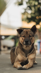 Confused dog on the street 