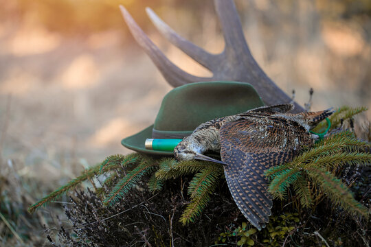 Hunting in the forest. Hunting Scolopax rustticola and her last honor. In the background of the antlers.