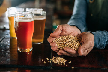 middle aged man bartender holding barley