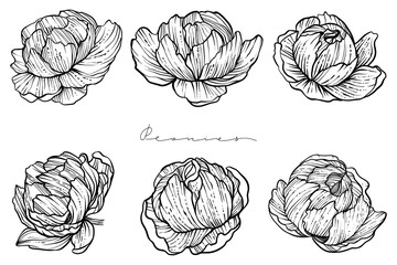 Set of hand drawn peony flowers, monochrome, vector
