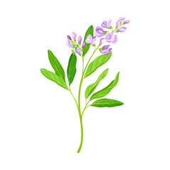 Lucerne or Alfalfa Plant Having Elongated Leaves and Clusters of Small Purple Flowers Vector Illustration