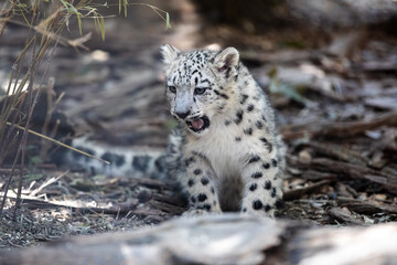 cute playful baby kitten of cat Snow Leopard, Irbis, Uncia Unca, Winter snow, beautiful wild cat