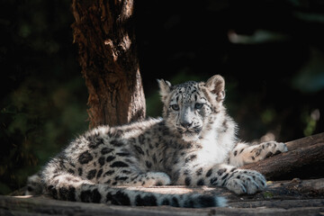 Fototapeta na wymiar cute playful baby kitten of cat Snow Leopard, Irbis, Uncia Unca, Winter snow, beautiful wild cat