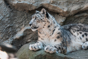 Obraz premium beautiful cat snow leopard - Irbis, Uncia uncia, endangered species in world