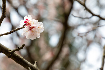 Cherry Blossom. Spring in Japan