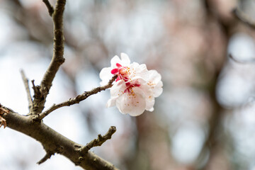 Cherry Blossom. Spring in Japan