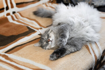 Naklejka na ściany i meble Fat gray cat sleeping on its back on the sofa indoors. Fluffy Siberian cat with a red nose stretches in a dream