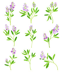 Fototapeta na wymiar Alfalfa or Lucerne Healing Flower with Elongated Leaves and Clusters of Small Purple Flowers Vector Set