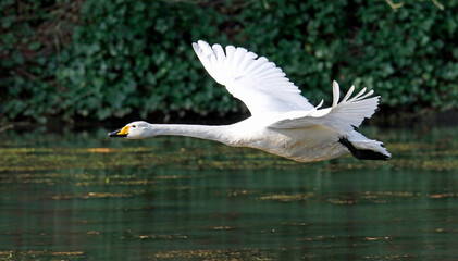 Whooper swan taking off from the lake