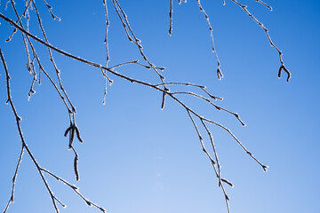 Winter scene. Background in blue tones. Branches of white birch in hoarfrost against the backdrop of a clear blue sky backlit by the bright sun.