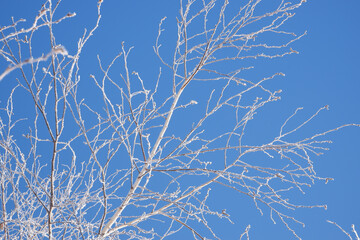 Winter scene. Background in blue tones. Branches of white birch in hoarfrost against the backdrop of a clear blue sky backlit by the bright sun.