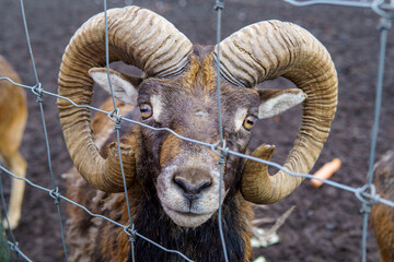 Mouflon ram behind the fence