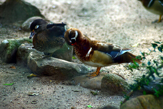 Cute Duckling Resting In The Shade Of A Tree
