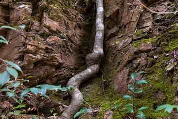 A bent tree that grows along the wall