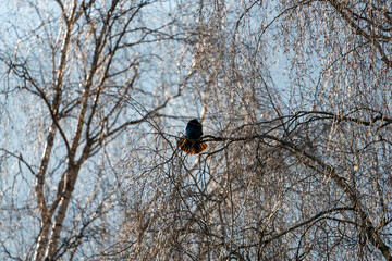 a crow perching on a birch tree on a sunny cold morning and you can see, the breath of the singing crow