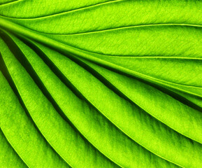 Green leaf texture macro closeup.