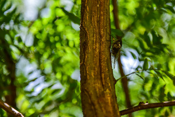 Old trees in the forest trunk texture and cicadas perched on the trunk