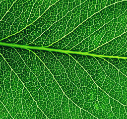 Green leaf texture macro closeup.