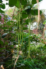 Organic long beans are in the garden.