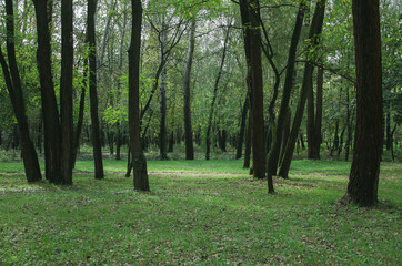Green trees in forest natural background