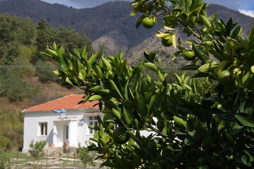 Orange tree with fruits on Crete in Greece, Europe
