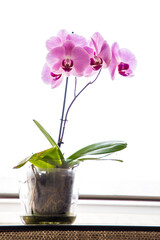 Naklejka na ściany i meble Beautiful purple Phalaenopsis orchid flowers, isolated on dark background. Moth dendrobium orchid. Multiple blossoms. Flower in bloom. Beautiful details of tropical floral visuals.