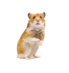 Hamster standing on its hind legs isolated on white
