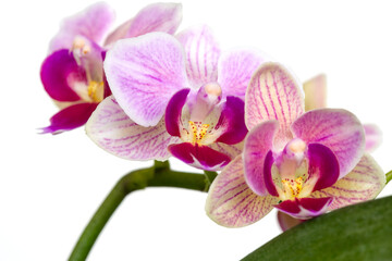 Obraz na płótnie Canvas Beautiful purple Phalaenopsis orchid flowers, isolated on dark background. Moth dendrobium orchid. Multiple blossoms. Flower in bloom. Beautiful details of tropical floral visuals.