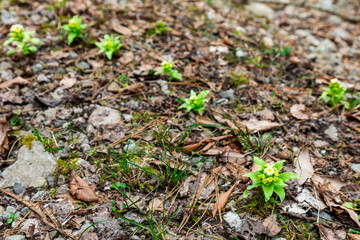 Japanese butterbur sprout from the ground