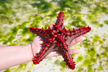 girl holding a starfish