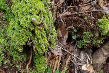 Overgrown green moss and fallen leaves