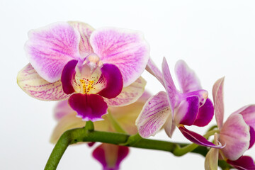 Fototapeta na wymiar Beautiful purple Phalaenopsis orchid flowers, isolated on dark background. Moth dendrobium orchid. Multiple blossoms. Flower in bloom. Beautiful details of tropical floral visuals.