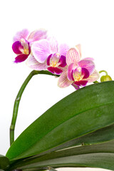 Beautiful purple Phalaenopsis orchid flowers, isolated on dark background. Moth dendrobium orchid....