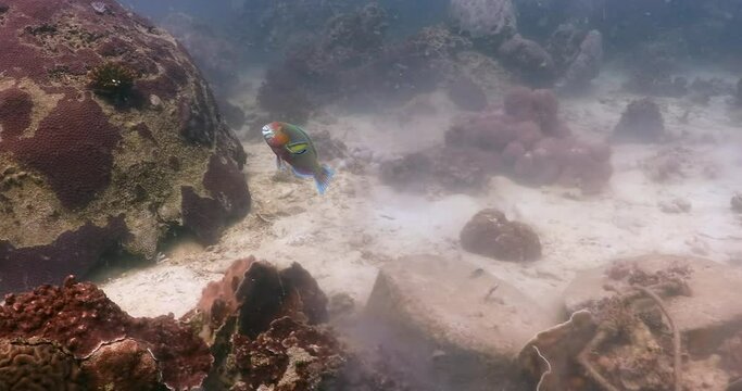 Parrot fish stopping by for wrasse cleaning and left, steady 4K footage 