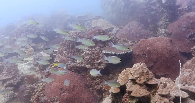 Whitestreak monocle bream hovering against current in coral area, slide 4K shoot
