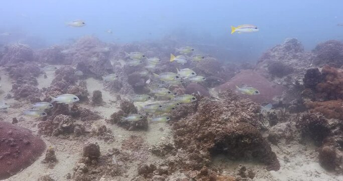 School of pearly monocle bream hovering against current near corals, slide 4K shoot