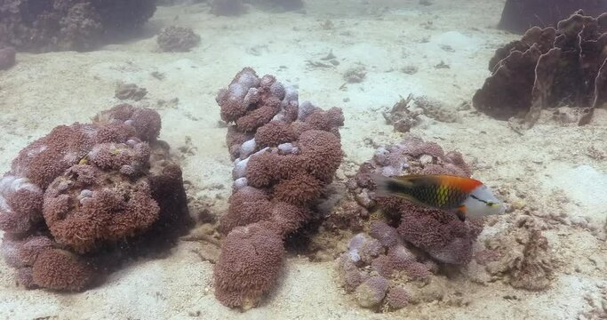 Slingjaw wrasse swimming  by corals for food in sea bed sands, following 4k footage
