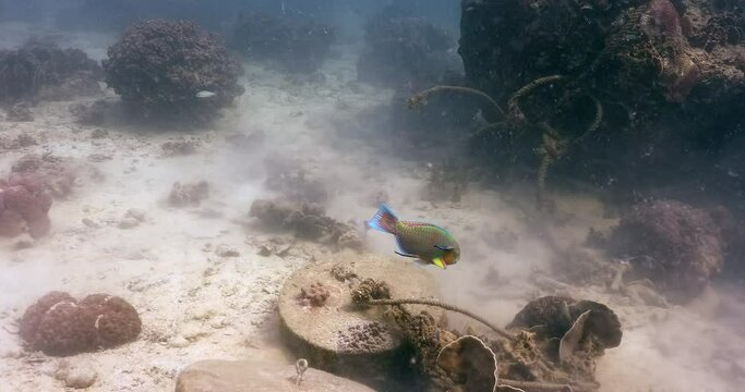 Parrot fish accepting cleaning from blue-streak wrasse in coral corner, steady 4k shoot